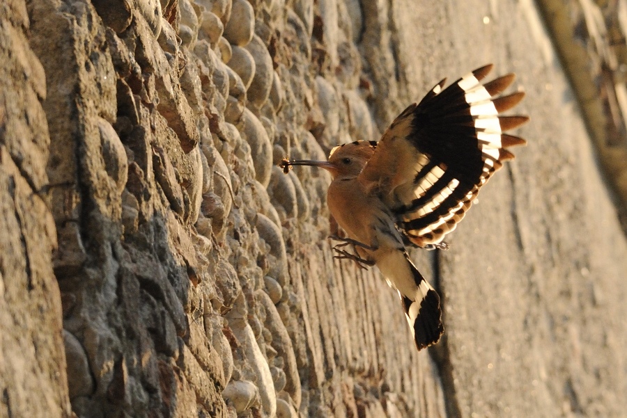 Mai guardato l''upupa in controluce?